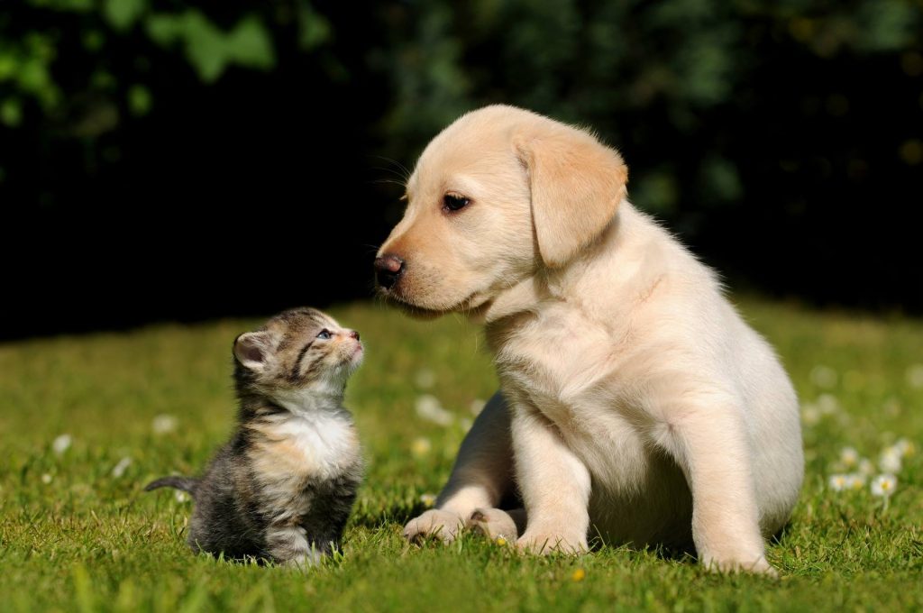 შინაური ცხოველები კატა და ძაღლი